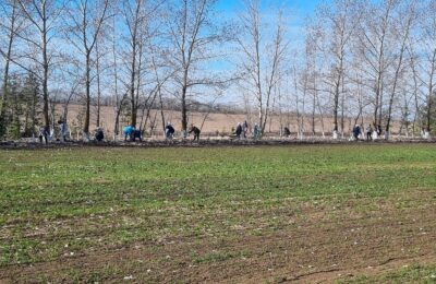 Благоустройство лесопосадочной полосы