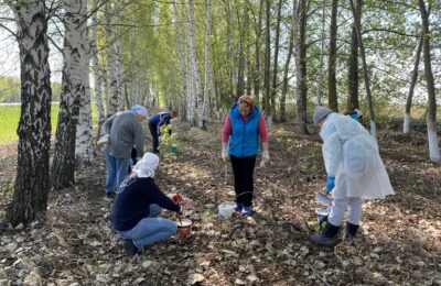 Благоустройство лесопосадочной полосы