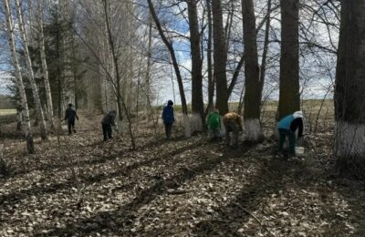 Благоустройства лесопосадочной полосы (побелка деревьев и вырубка поросли), в рамках национального проекта «Экологическое благополучие».